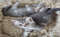 Mixed Breed cats for sale: Beautiful Persian/Exotic kittens ready now! 💫 - Image 10