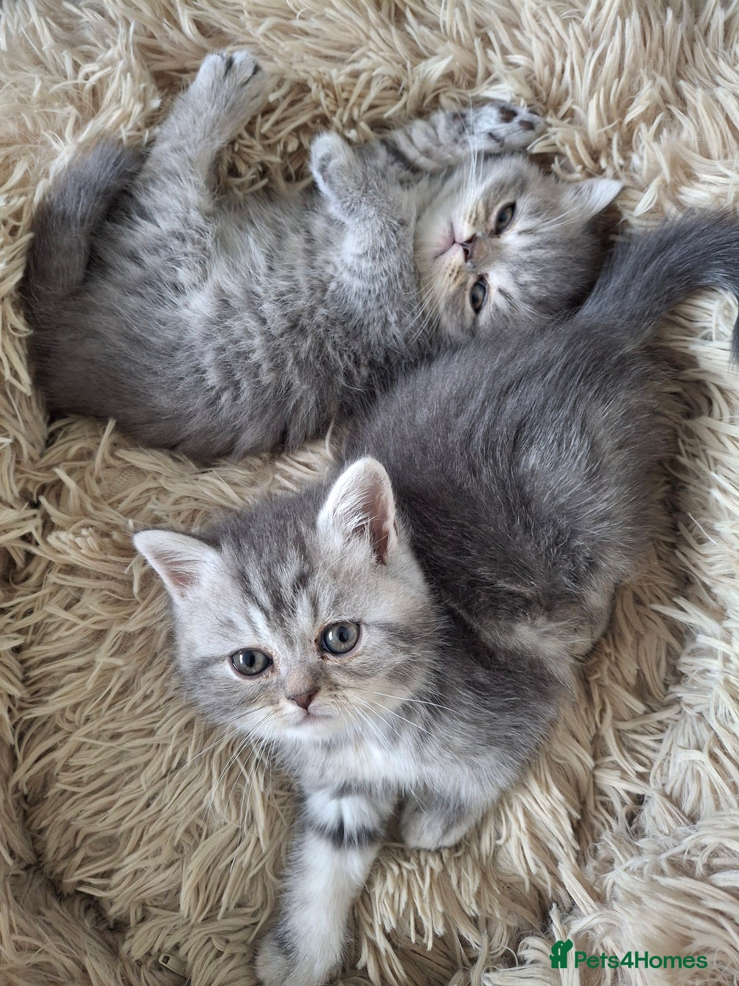 Mixed Breed cats for sale: Beautiful Persian/Exotic kittens ready now! 💫 - Image 10