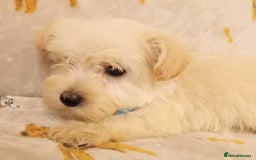 West Highland Terrier dogs for sale: Westiepoo puppies  - Image 4