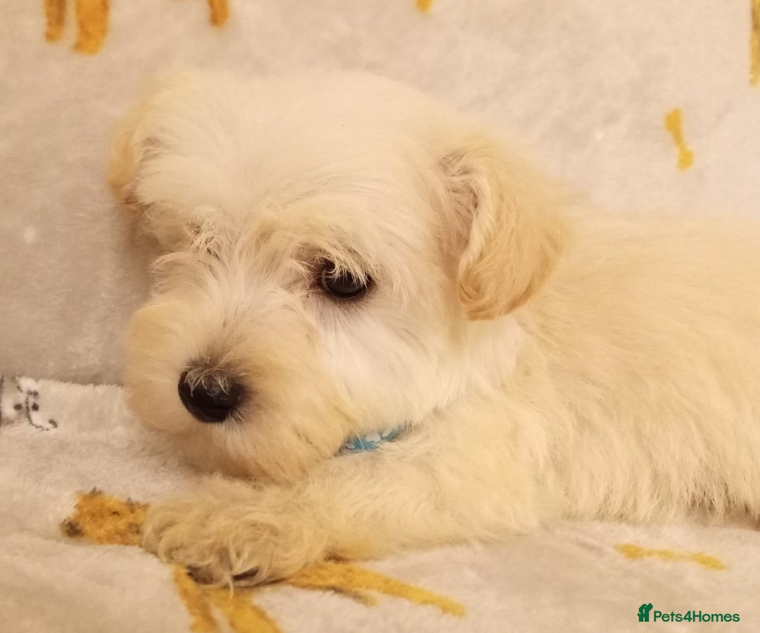 West Highland Terrier dogs for sale: Westiepoo puppies  - Image 4