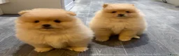 Pomeranian dogs for sale: Pomeranian puppy  - Advert 13