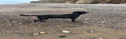 Labrador Retriever dogs for stud: For stud  in Hartlepool - Advert 2