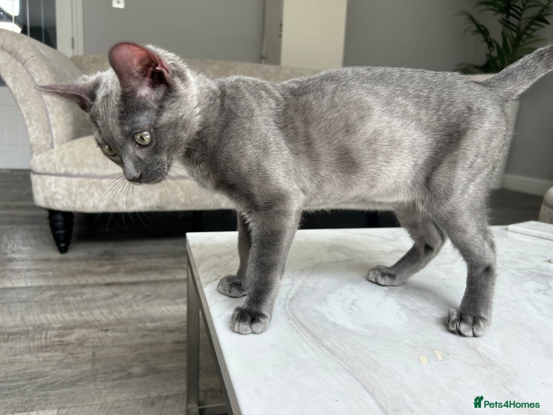 Bengal cats for sale: Two adorable Blue/Melanistic Bengal Kittens TICA  in Benfleet - Image 17
