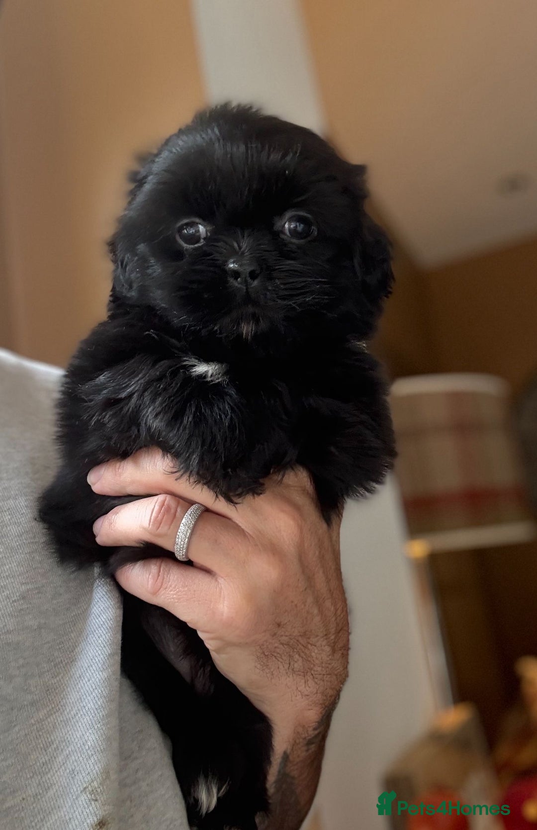 Shih Tzu dogs for sale: 🩷🩷 Stunning Black Shih Tzu Girls 🩷🩷 - Image 4