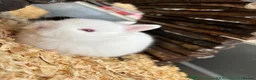 Netherland Dwarf rabbits for sale: Netherland dwarf rabbits - read to go!  - Advert 8