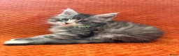 Maine Coon cats for sale: Ready Now: 6 Maine coon Kittens - Advert 12