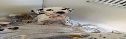 Dalmatian dogs for sale: Dalmatian puppies - Advert 5