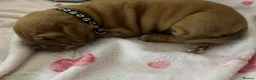 Dogue De Bordeaux dogs for sale: Beautiful chunky Douge de Bordeaux pups - Advert 7