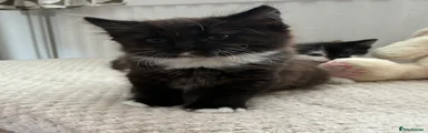 British Longhair 2