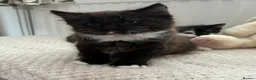 British Longhair cats for sale: 5 Adorable kittens - Advert 10
