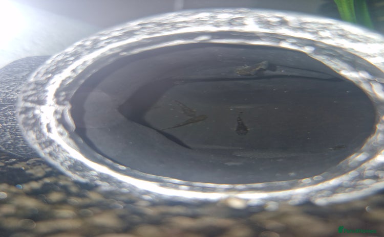 Plecos fish - Advert 2
