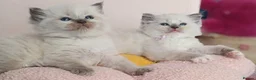 Ragdoll cats for sale: 5Gen Ped Ragdoll Kittens&Ready2Reserve - Advert 7