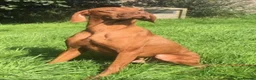 Hungarian Vizsla dogs for sale: KC Vizsla Puppies for Licensed breeder - Advert 6