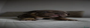 American Bully 5