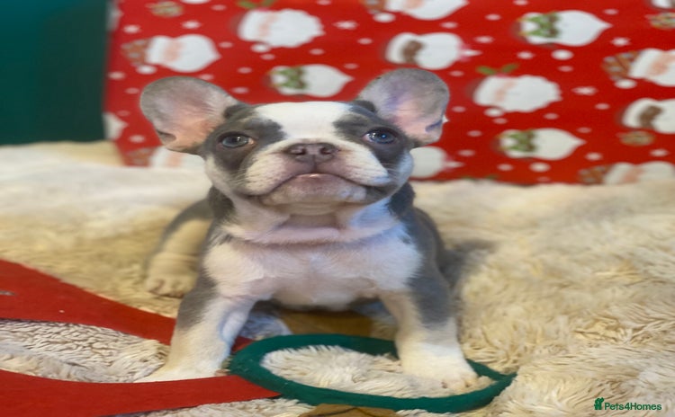 French Bulldog dogs 4 left! French bulldogs READY TO GO! - Advert 2