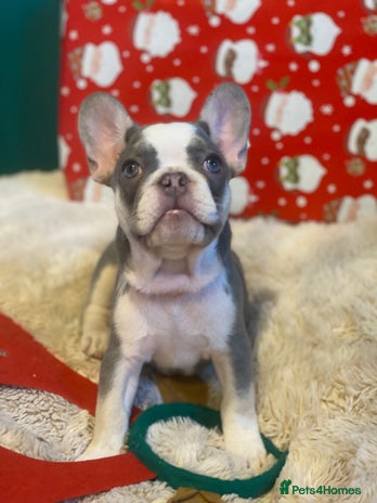 French Bulldog dogs 4 left! French bulldogs READY TO GO! - Advert 2