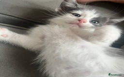 Domestic Shorthair cats for sale: Beautiful litter of kittens for sale - Image 19