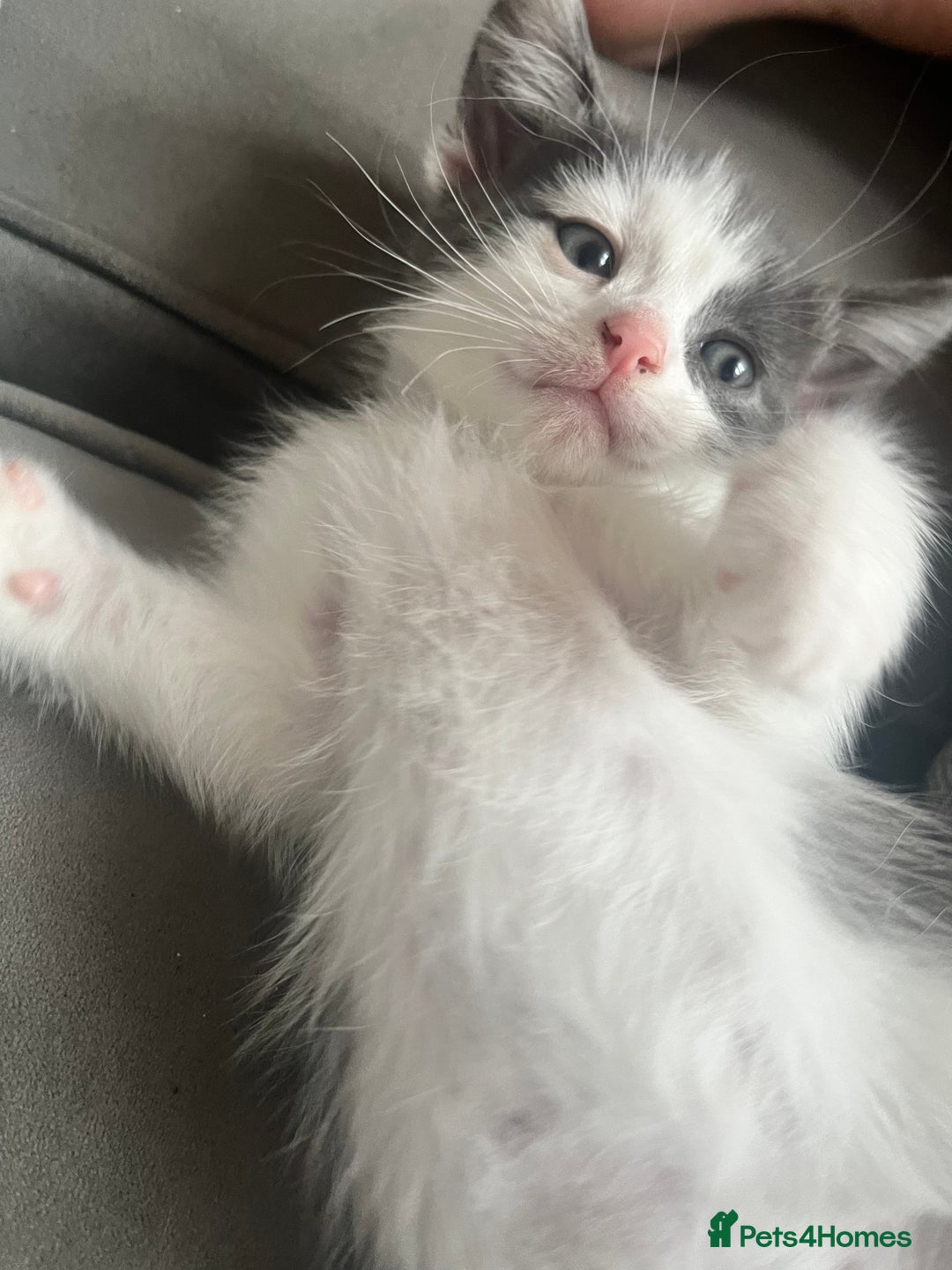 Domestic Shorthair cats for sale: Beautiful litter of kittens for sale - Image 19