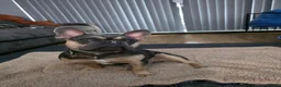 French Bulldog dogs for sale: French bulldog Del-Boy - Advert 2