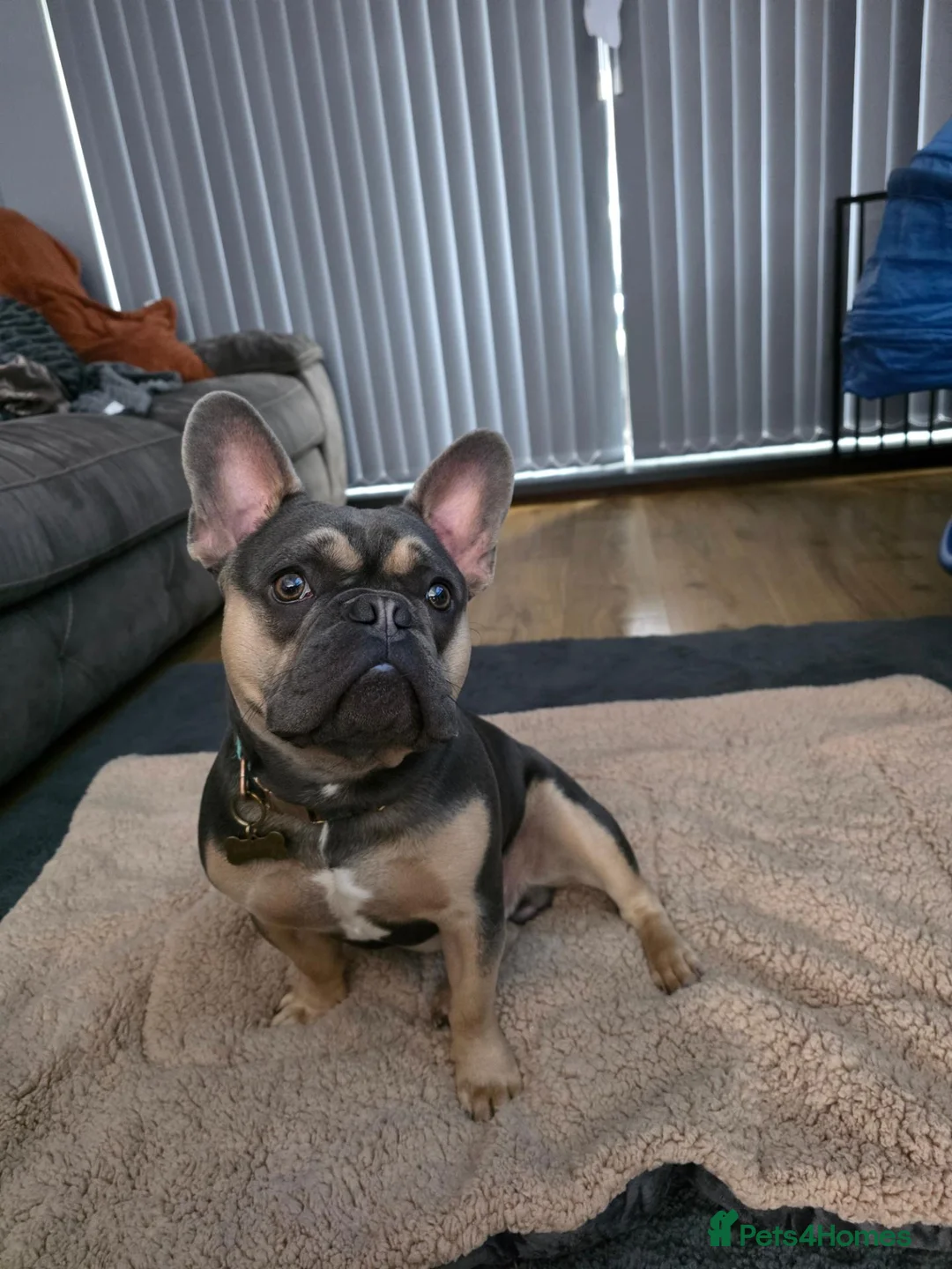 French Bulldog dogs for sale: French bulldog Del-Boy - Advert 2