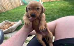 Labrador Retriever dogs for sale: Beautiful fox red Labrador pups 🐶  - Image 9