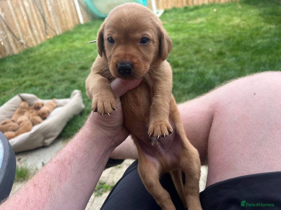 Labrador Retriever dogs for sale: Beautiful fox red Labrador pups 🐶  - Image 9