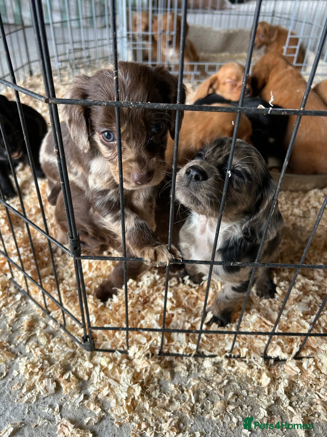 Cocker Spaniel dogs for sale: Cocker spaniel puppies  - Image 3