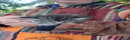 Maine Coon cats for sale: Maine Coon Kittens - Advert 5