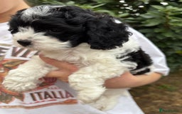 Cavapoo dogs for sale: Cavapoo puppies in Tewkesbury - Image 2