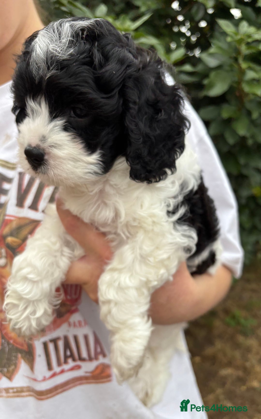 Cavapoo dogs for sale: Cavapoo puppies in Tewkesbury - Image 2