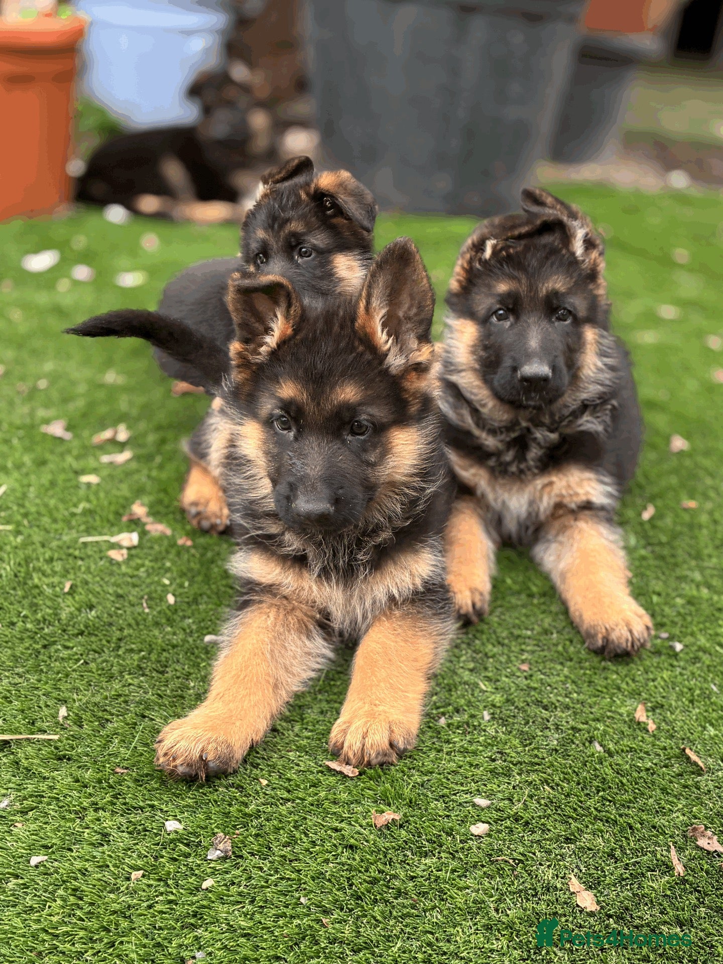 German Shepherd dogs Striking gsd puppies/ready now - Advert 3