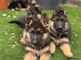German Shepherd dogs Striking gsd puppies/ready now - Advert 3