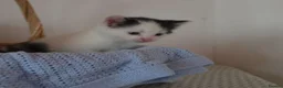 Mixed Breed cats for sale: Beautiful Kittens Looking for Loving Homes - Advert 2