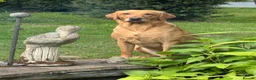 Labrador Retriever dogs for sale: KC Registered Fox Red Labrador Puppies for Sale - Advert 1