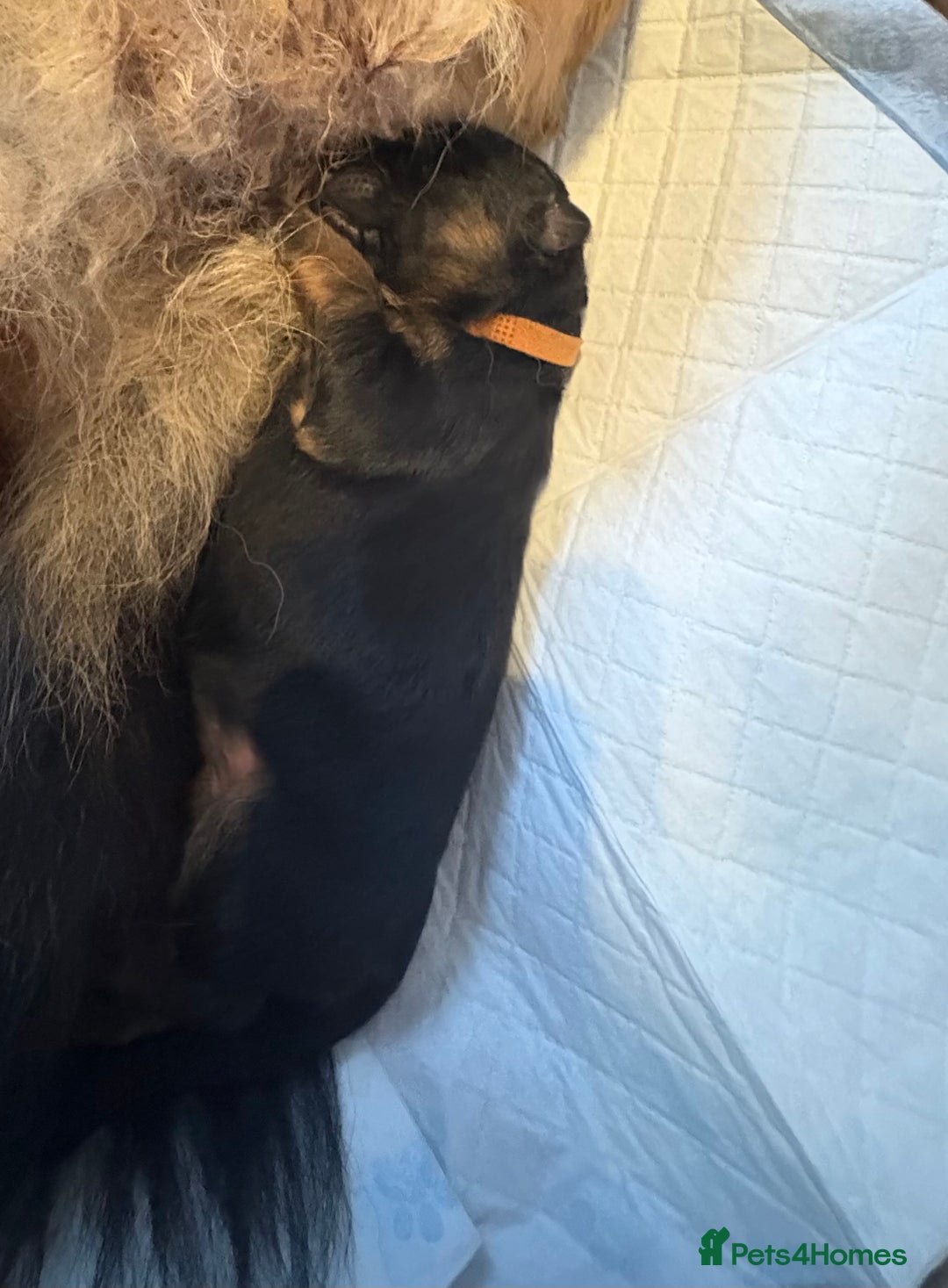 German Shepherd dogs for sale: KC registered long haired German Shepherd puppies - Advert 18