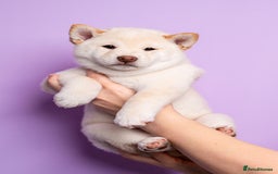 Japanese Shiba Inu dogs for sale: Beautiful Cream Shiba Inu boy for sale  - Image 2