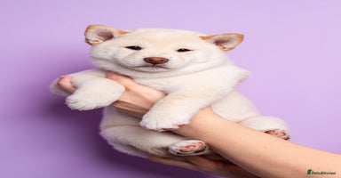 Japanese Shiba Inu dogs - Advert 4