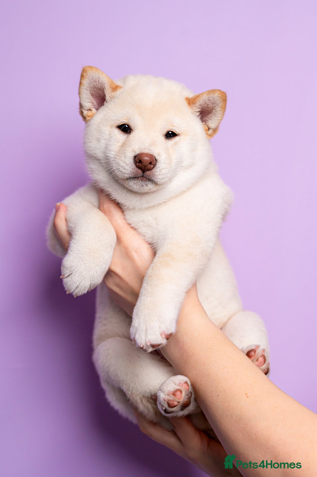 Japanese Shiba Inu dogs for sale: Beautiful Cream Shiba Inu boy for sale  - Image 2