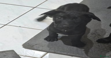 Mixed Breed dogs - Advert 5