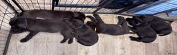 Labrador Retriever dogs for sale: Outstanding Quailty Chocolate Labrador Puppies - Advert 28