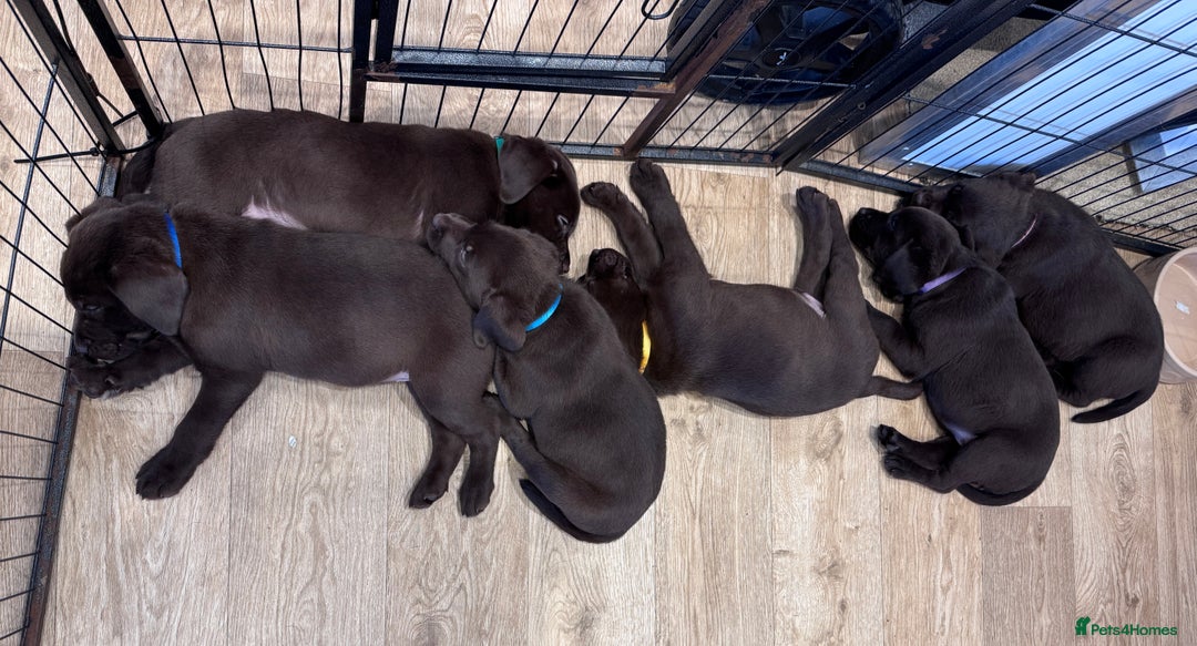 Labrador Retriever dogs for sale: Outstanding Quailty Chocolate Labrador Puppies - Advert 28