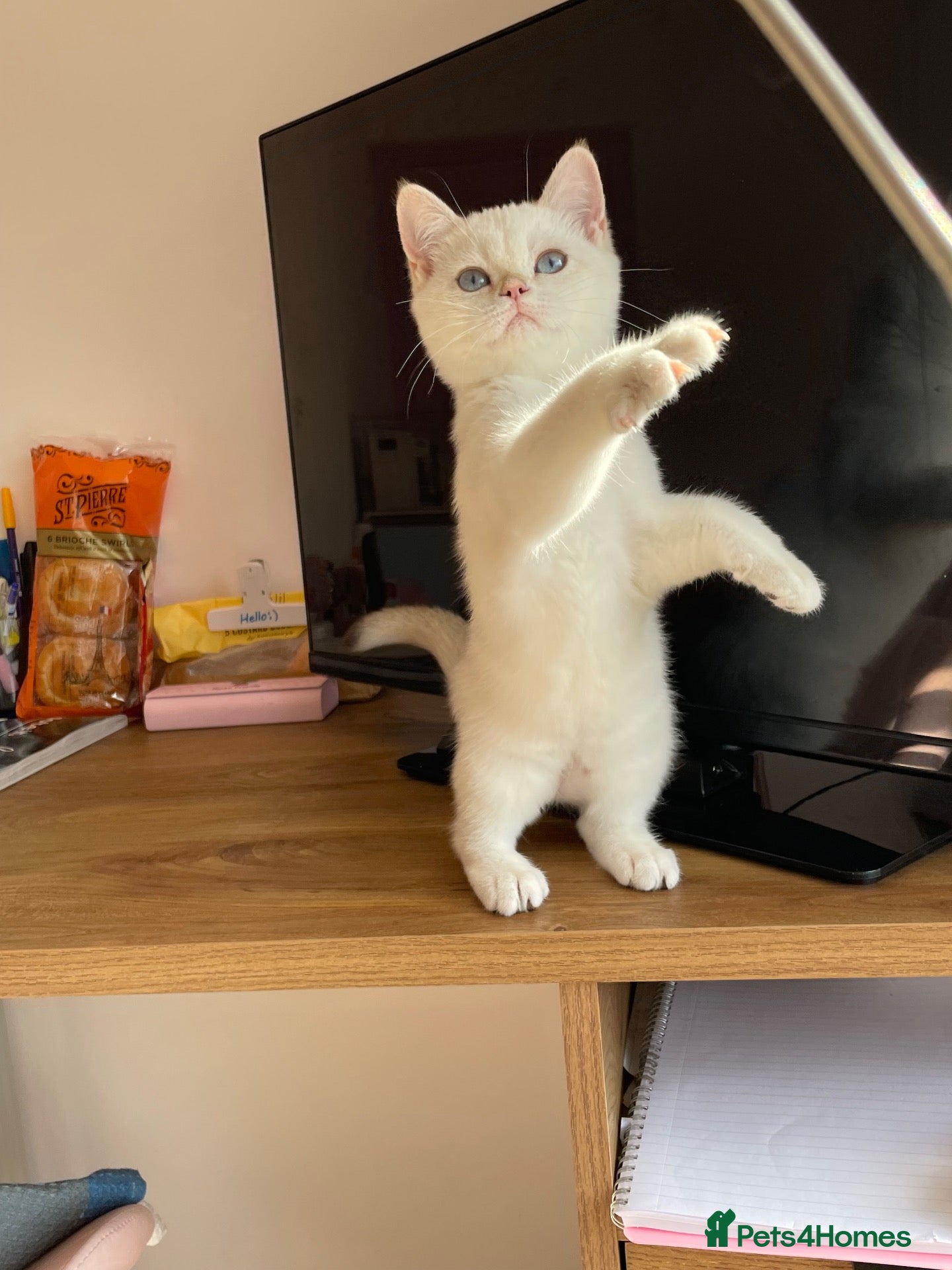 British Shorthair cats very beautiful BSH golden point  - Advert 17
