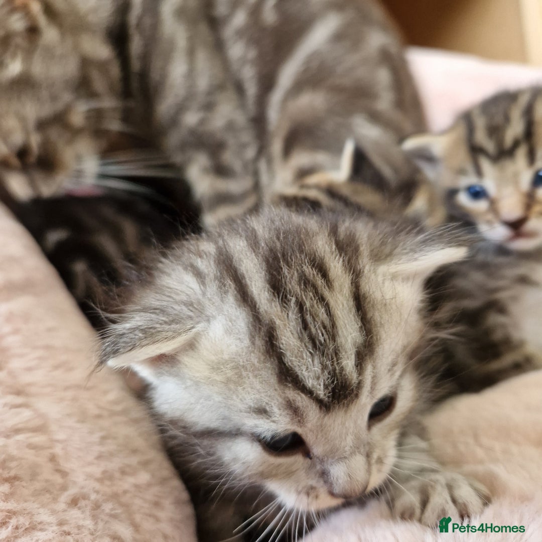 Ragdoll cats for sale: Ragdoll cross kittens - Image 6