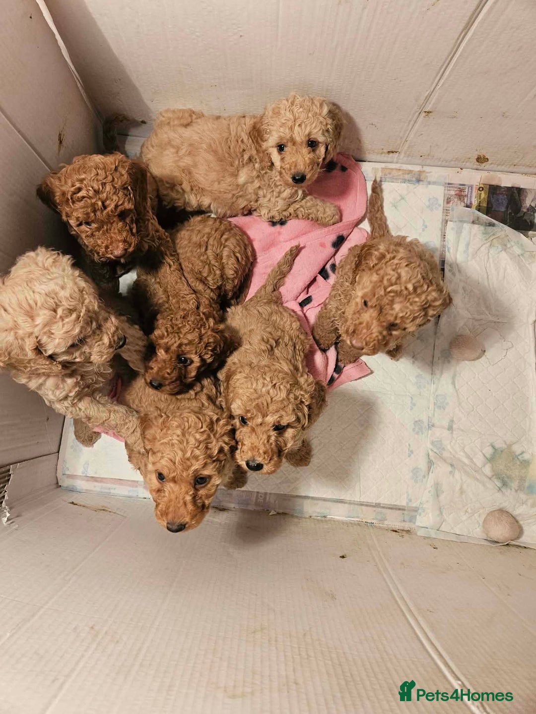 Poodle dogs for sale: miniature poodle puppies for sale (READY NOW ) - Advert 11