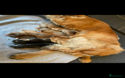 Cocker Spaniel dogs for sale: ⭐️ Stunning Show-Type Cocker Spaniel Puppies ⭐️ - Image 7