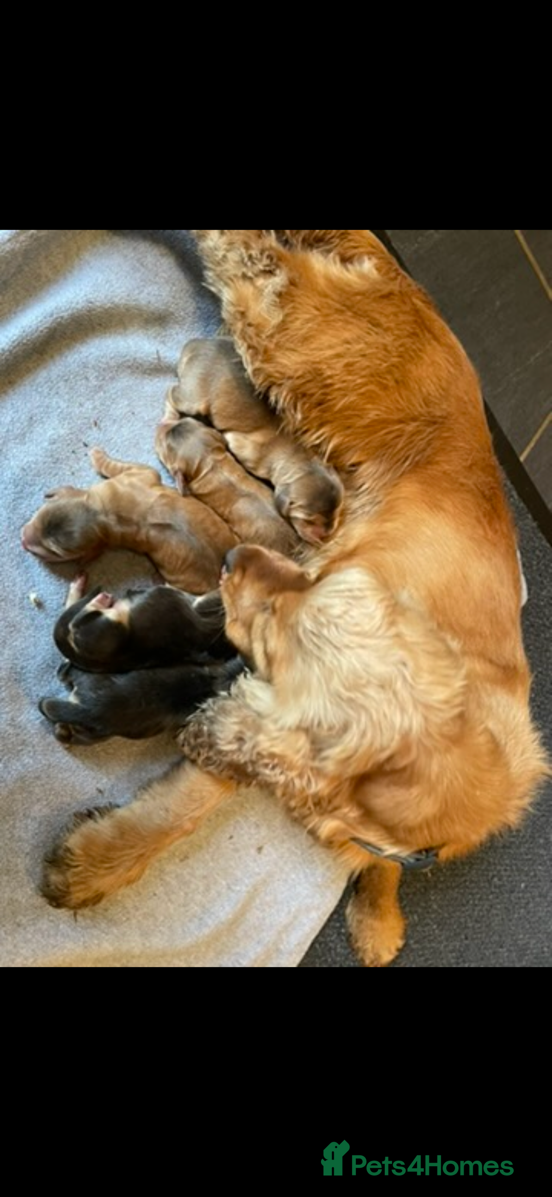 Cocker Spaniel dogs for sale: ⭐️ Stunning Show-Type Cocker Spaniel Puppies ⭐️ - Image 7