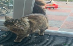 Mixed Breed cats for sale: Mixed breed kittens  - Image 12