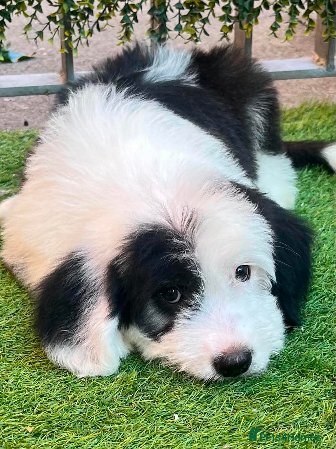Saint Bernard dogs St Bernard x old English puppies  - Advert 2