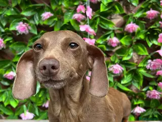 Miniature Dachshund dogs OLDER GIRL FOR REHOME 5 YEARS OLD - Advert 2