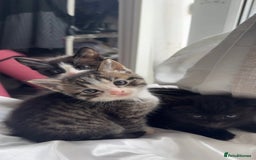 Mixed Breed cats for sale: Adorable 6 week Kittens Looking for Loving Homes! - Image 1